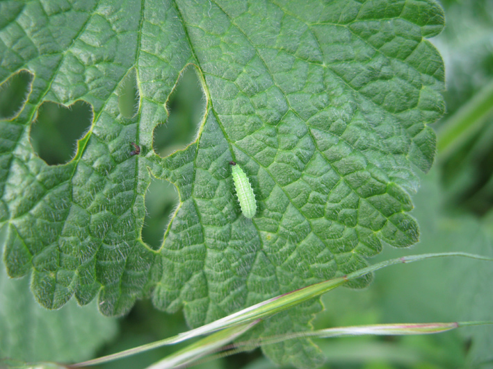 Bruco di Lycenidae?